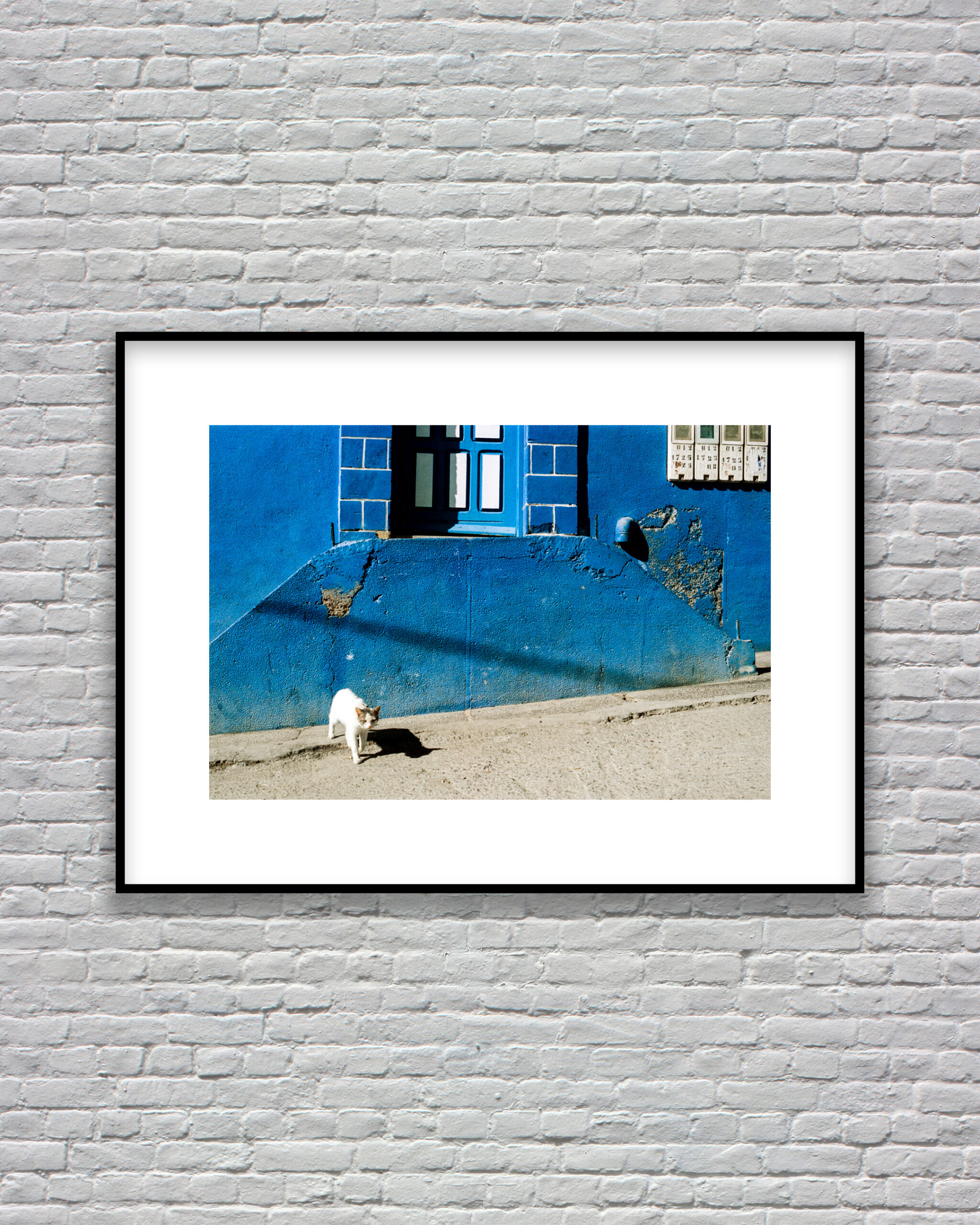 Taghazout Vision 3, Wild Cat