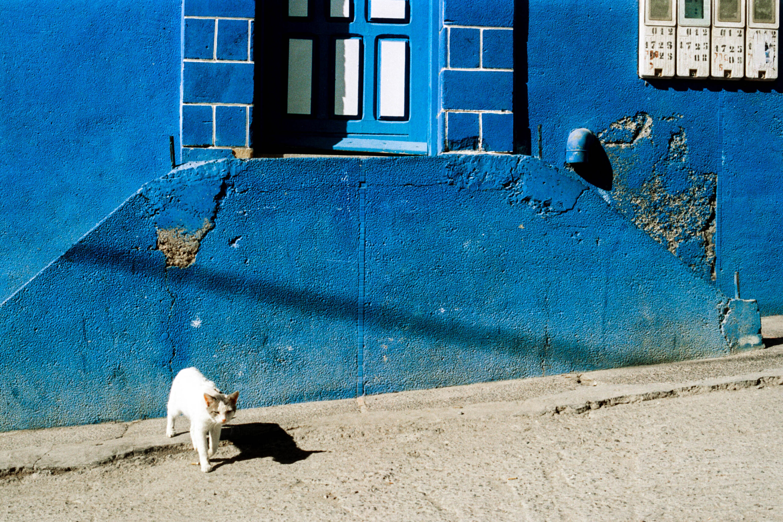 Taghazout Vision 3, Wild Cat – Image 2